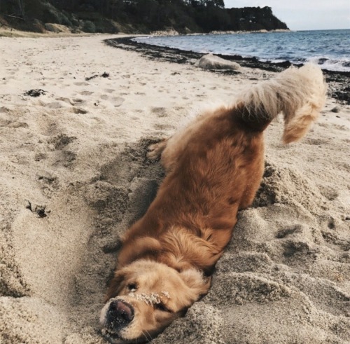 splashofocean:Does my butt look big in this? Who’s doggo is this?! The cutest