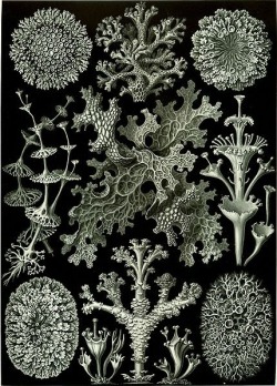 dulceinabox:  “Lichenes” from Ernst Haeckel’s