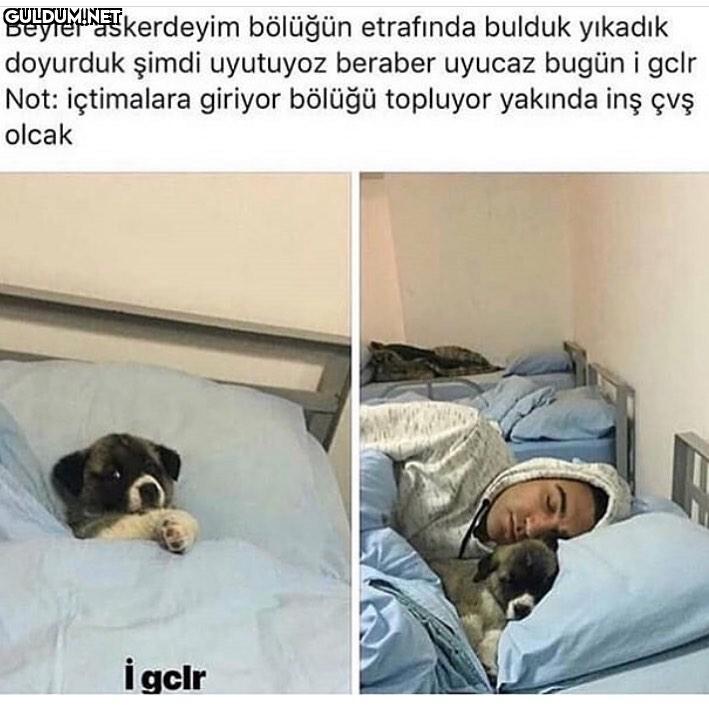 Köpeğe bak yata yata...