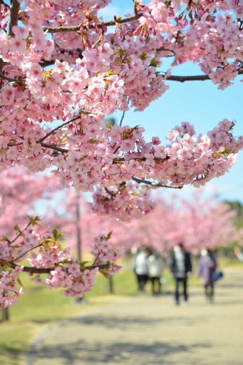 norisunorin: 奈良県　 馬見丘陵公園 　河津桜 Nara Umamikyuryopark