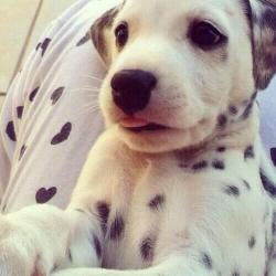 holidayhamsushi:  baby-animals-daily:  Dalmatian