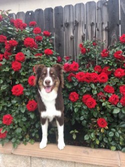 babyanimalgifs:  doggo loves roses