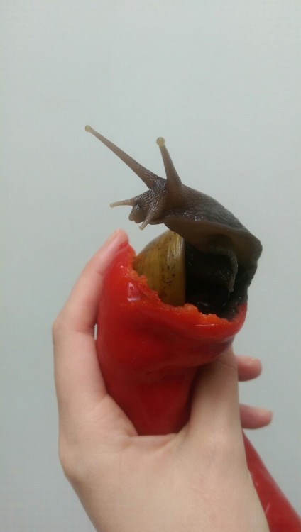 The majestic pepper snail