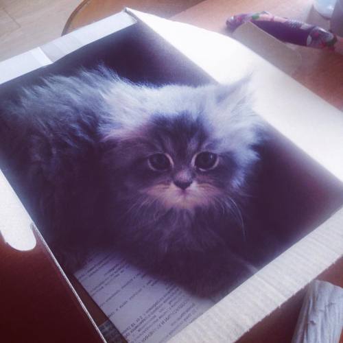 Главный участник МО, #мимими зашкаливает #catsagram