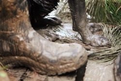 mossyoak:  Dirty paws. (Photo: Buzz Hayes)