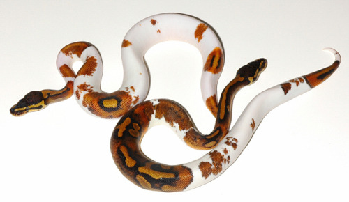 ainawgsd:piebald reptiles part 2, snakes Piebaldism (pi-bald-iz-m) is a genetic condition which re