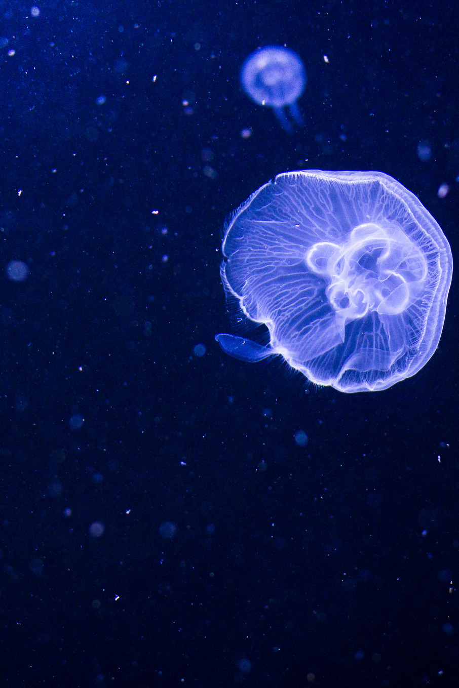 theconversationalhypnosisblog:  stayfr-sh:  Floating In The Deep Blue  jellyfish