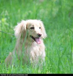 aplacetolovedogs:  Pretty Dachshund Nara in the beautiful fresh green grass! Via @sachi0711 For more cute dogs and puppies