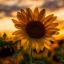 melodramaticsunflower