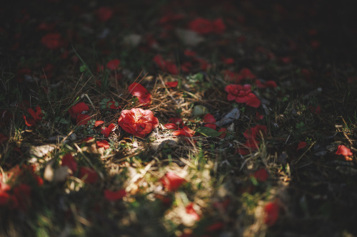 2022-03-27Spring, CamelliaCanon EOS R3 + RF50mm f1.2LInstagram  |  hwantastic79vivid