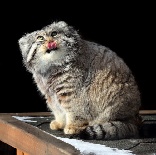 mostlytoebeans:mostlycatsmostly:More Pallas Cat (via mbibi)love me some SCREAMING RECTANGLE