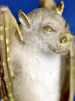 sixpenceee:  The Yoda BatIn 2010, a tube-nosed fruit bat with an appearance reminiscent of the Star Wars Jedi Master Yoda was discovered in a remote rainforest. The bat, along with an orange spider and a yellow-spotted frog, is among a host of new species