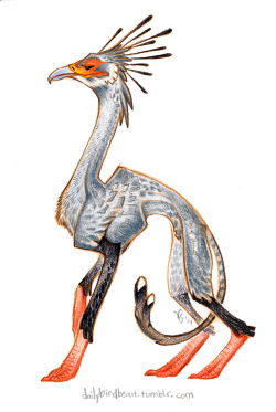 dailybirdbeast:  Secretary bird. (Suggested by sunatsubu, krazybomb, and runsinthegenes)  Oh hell yes, awesome!