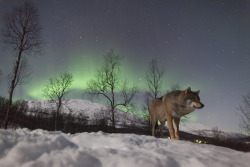 sisterofthewolves:  Pictures by Peter RosénPolar