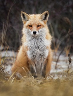 beautiful-wildlife:  Red Tail Intimidation by © Michael Attanasio