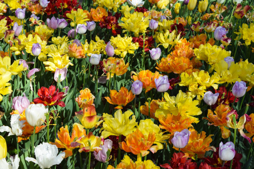 More tulips by Big Lake in City Park. New Orleans, Louisiana. March 2016.・For optimal photo quality,