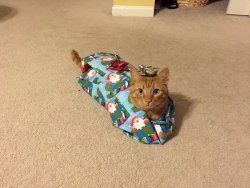 awwww-cute: Best gift ever! Merry Christmas!