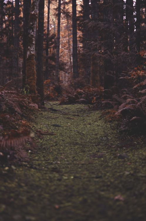 deeplovephotography:Vancouver Island Infrared (41/?)portfolio | flickr | facebook | society6