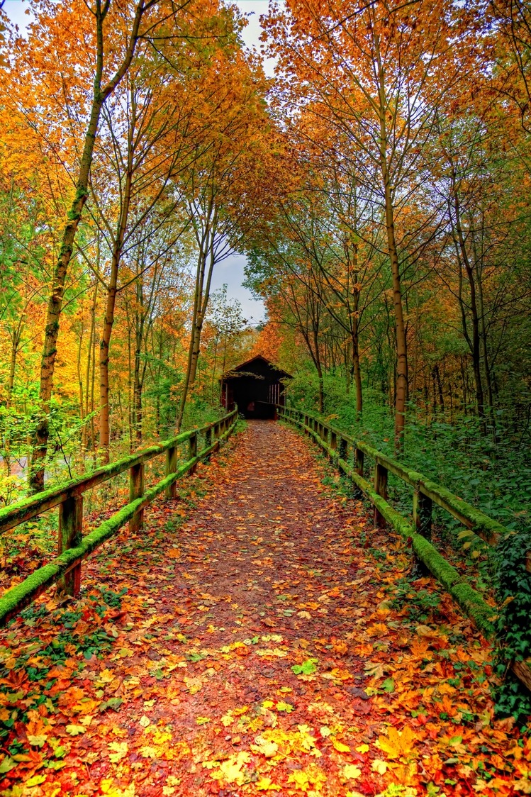 bacon-radio:  transylvanialand:  Autumn Days by deoroller  Too soon… 
