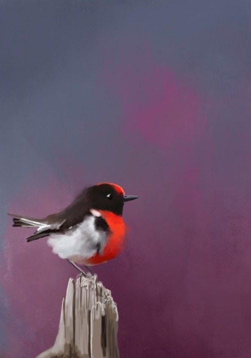 A quick little red capped Robin sketch. Sometimes I need to clear my head and draw with nothing inve