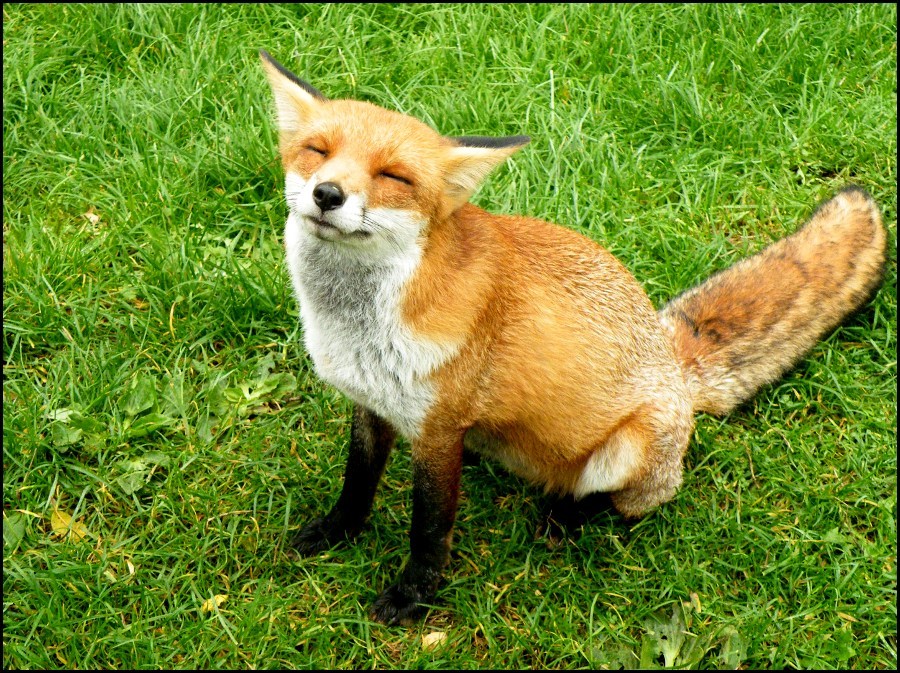 thelittleredfox:Happy foxes request.&lt;3