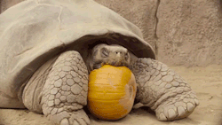 sizvideos:  Halloween Party For Galápagos Tortoise Seniors (Video) 