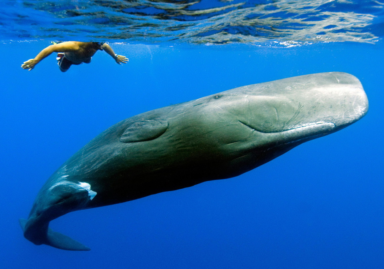 orcinus-ocean:  Want to jump in?Humans swimming with various animals. 