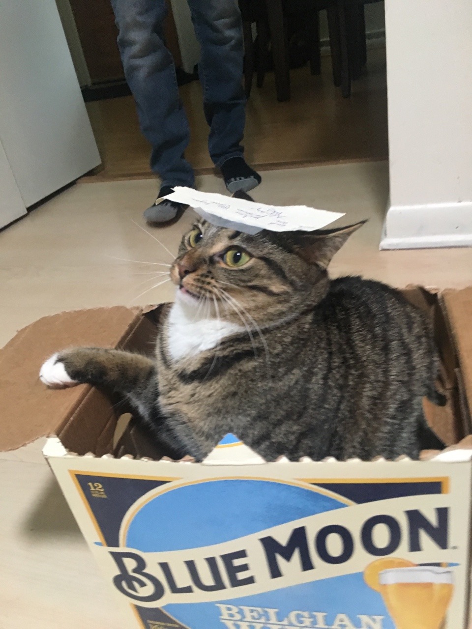 Unflattering Cat Selfies