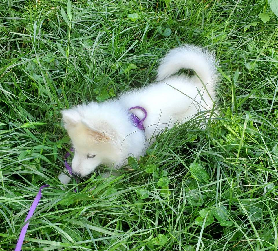 Niamh loves to snuggle the grass. It's her absolute favorite thing to do, especially if the grass is wet or it's the middle 