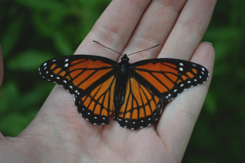 megarah-moon:  Found this poor   Viceroy butterfly  who could no longer fly.😞🦋     ♡ Prints and more at my Society6  ♡ 🌛Instagram- megarahmoon 