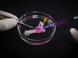 bpod-mrc:  20 June 2015 Presenting Arms Researchers have created a rat’s front leg – with working blood vessels and muscles – in the lab. To build the limb, the research team stripped all the living cells from the front legs of dead rats using a