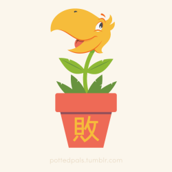 pottedpals:  #13 - ‘Parrot Grass’ 