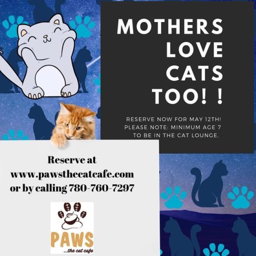 pawsthecatcafe PAWS  the cat  cafe  Tumblr Blog Tumgir