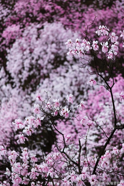 fuckyeahchinesegarden: 九皇山jiuhuang mountain, 绵阳mianyang, sichuan province by 禾木-尘埃里的砂