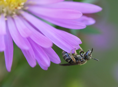 aster