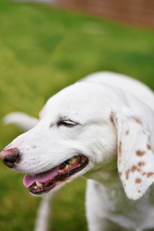  Ghost was adopted from Henrico Humane Society! 