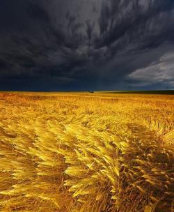 harvestheart:storm over waves of wheat