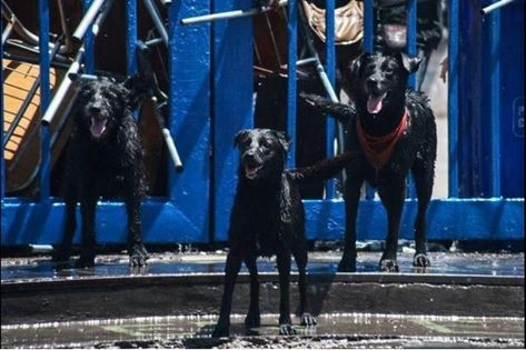 rebelate-contra-el-sistema:  elcaballerodelaarmaduraoxidada:  Negro Matapacos y su