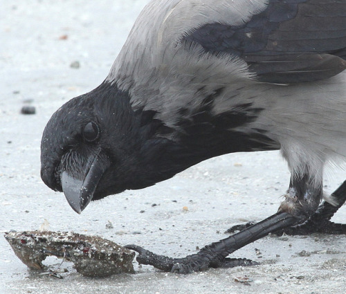 ainawgsd:Hooded CrowThe hooded crow, with its contrasted greys and blacks, cannot be confused with e