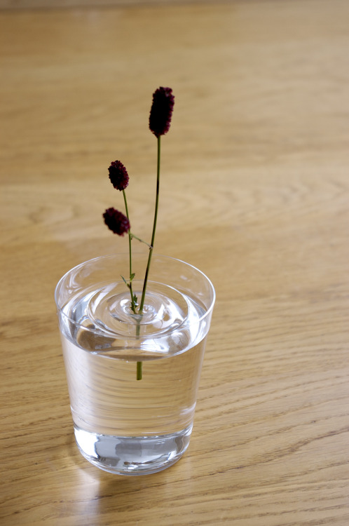 dominatemybody:  travelingcolors:   Floating Ripple Vases (by oodesign)   Fill your favorite container with water and float the vase. According to the movement of the air, the plants change their position within the container.     Omg so cool, I want