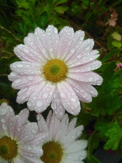 greenlook-garden:  Mums in the rainCrisantemos