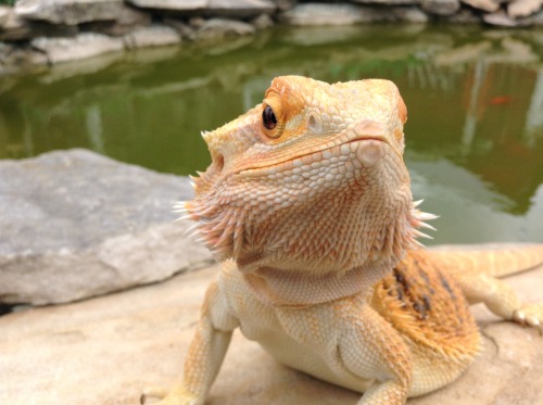 yeahponcho:enjoying a lil bask at the fish pond