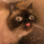 rosekitty9