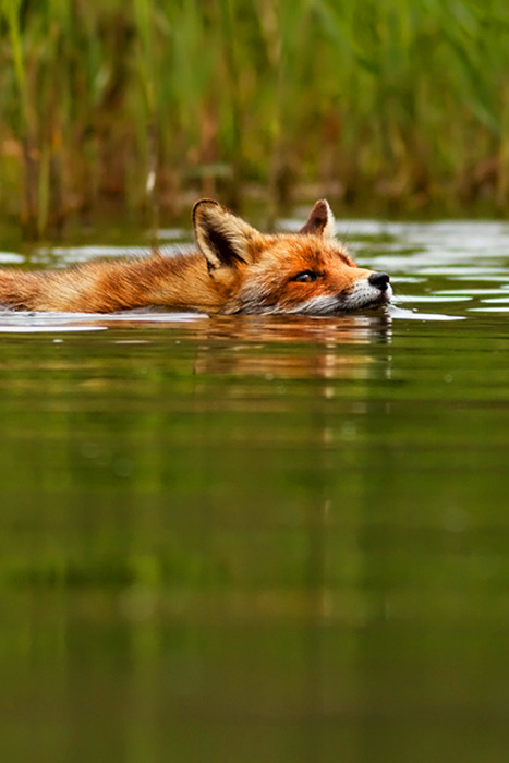 wolverxne:  Swimming Fox by Roeselien Raimond      