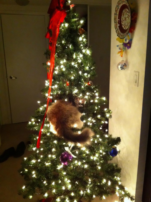 awesome-picz:   Cats Helping Decorate Christmas Trees. 