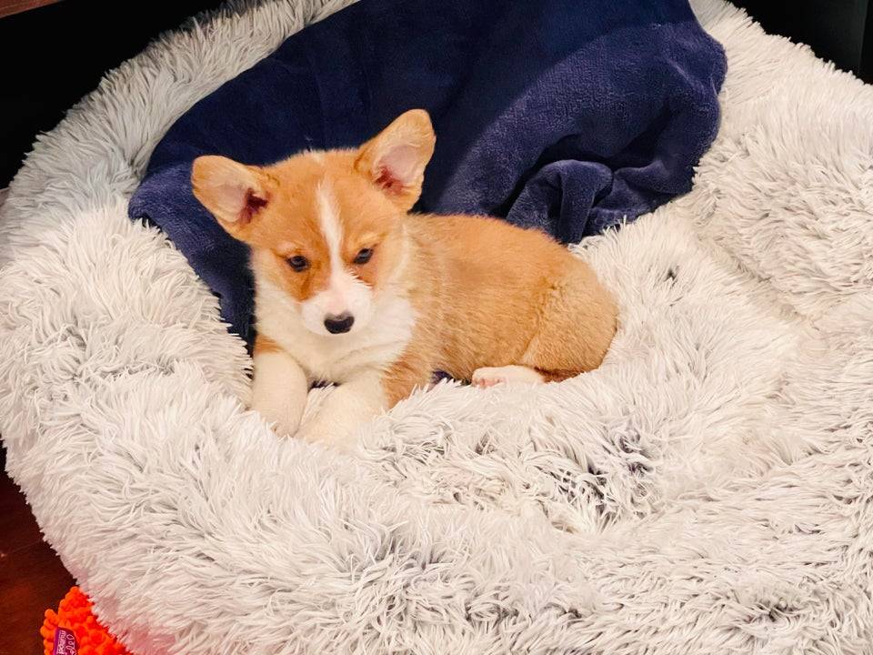 Brought Mochi home today. He is 8 weeks now. at 