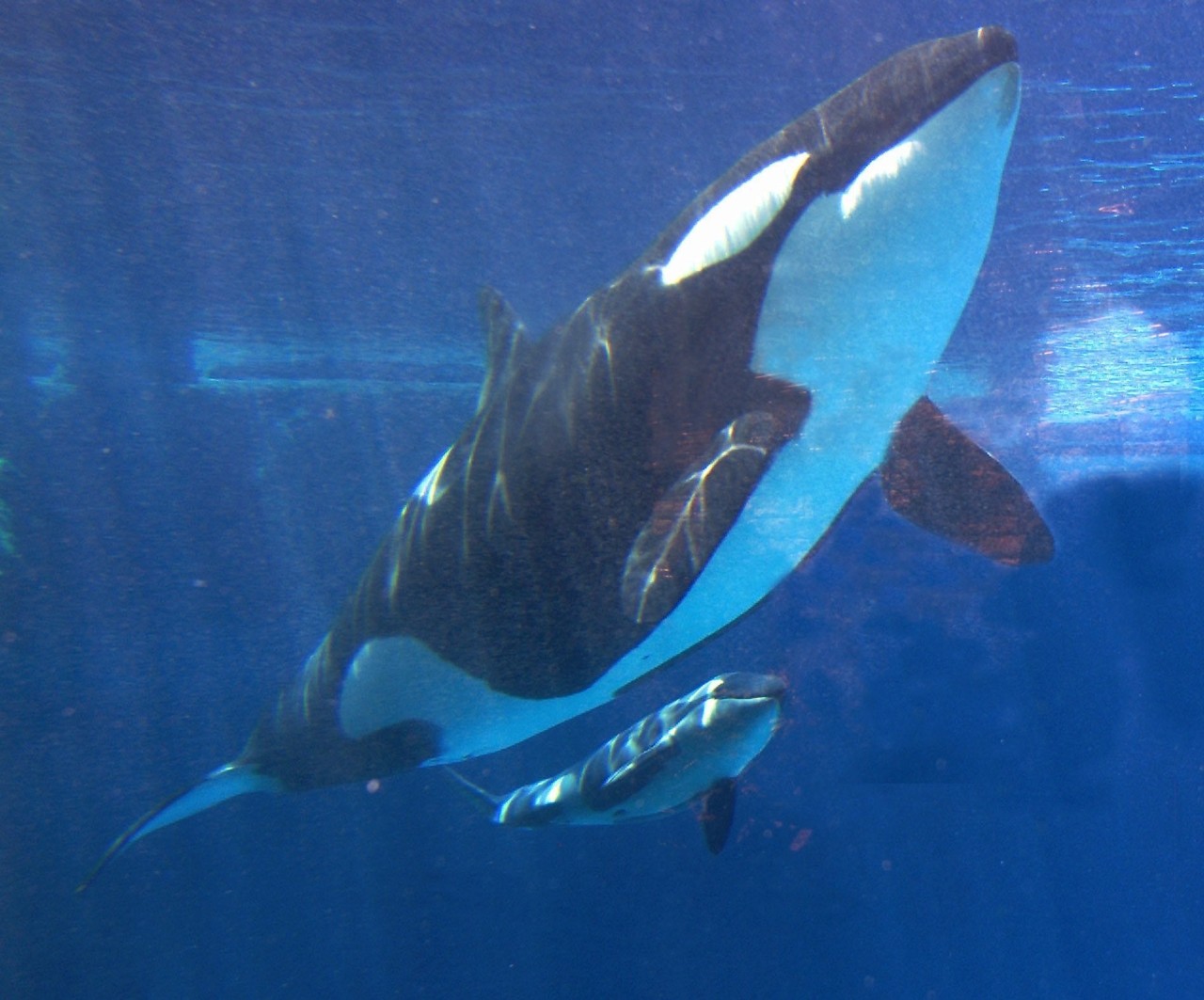 ORCAS: SeaWorld anuncia el final de su programa de cría de orcas tras años de polémica por mantener a los cetáceos en cautividad. La compañía eliminará también los espectáculos con orcas e introducirá “nuevos e inspiradores encuentros naturales” con...