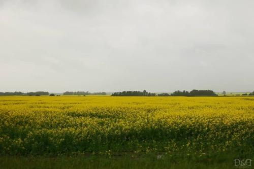 &ldquo;Canola Field 3&rdquo;Taken with Canon T6ILocation: Highway 63, Alberta, CanadaTaken: Summer 2