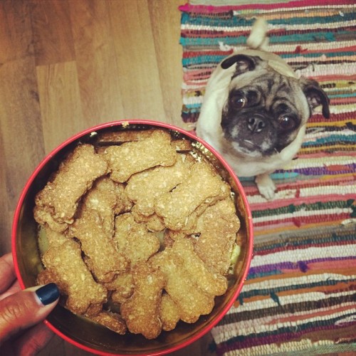 Moonpie’s Gran baked these special biscuits for him. He’s a lucky little dude. They survived the trip from jersey! #pug