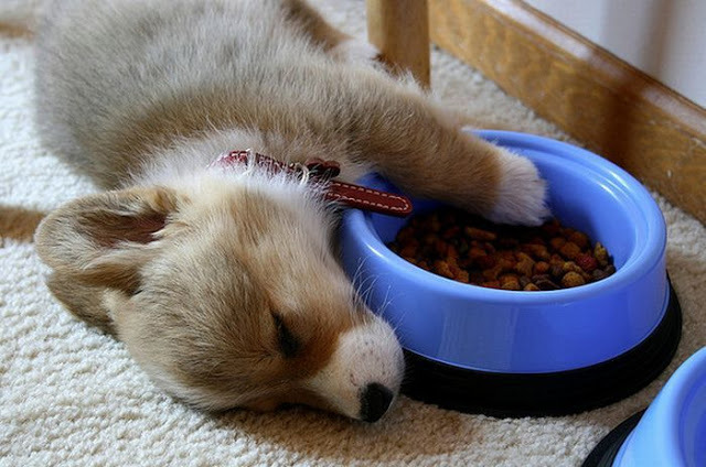 inspector-pervert:  quecaigaelsistema:  milkywaywhite:  Dogs falling asleep in their